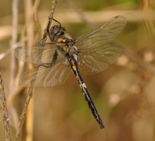 Epitheca costalis (Slender Spreadwing)